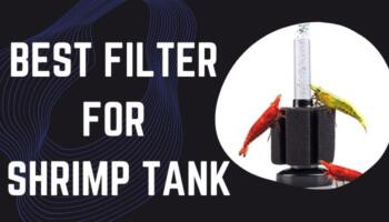 Best Filter For Shrimp Tank –  Shrimp Tank Filter [Review & Buyer Guide]